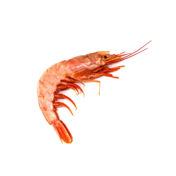 Argentine Red Shrimp