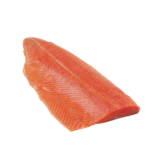 Coho Salmon