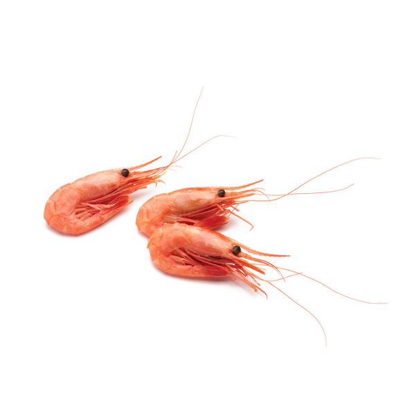 Coldwater Shrimp