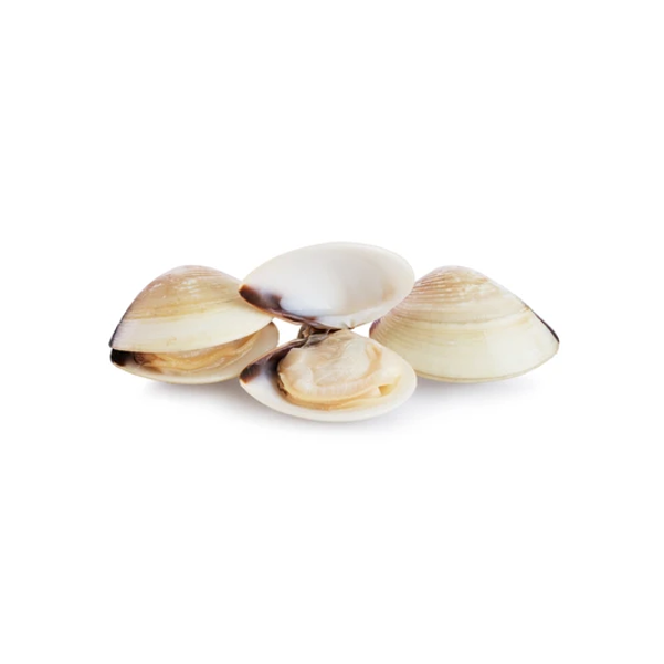 White Clam