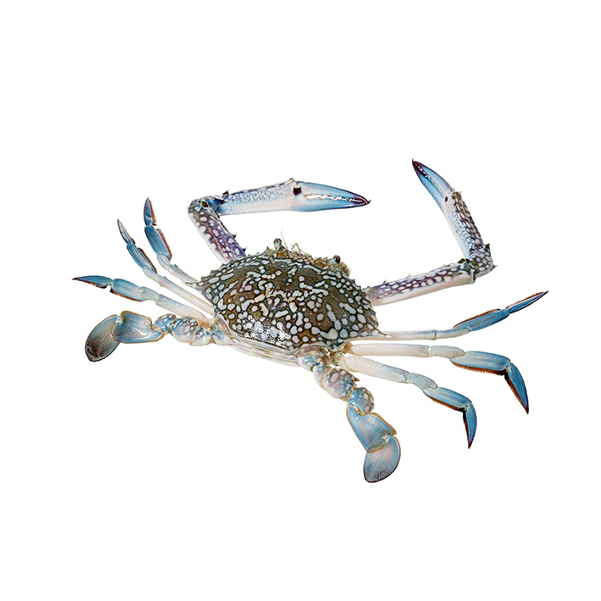 Blue Swimming Crab Whole