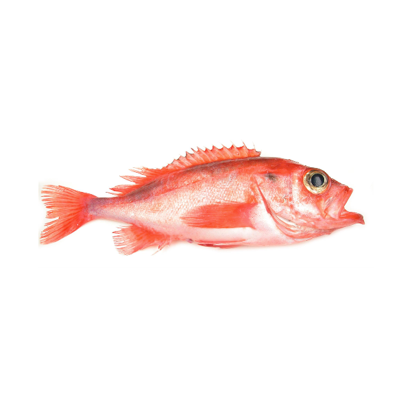 Redfish Whole Round