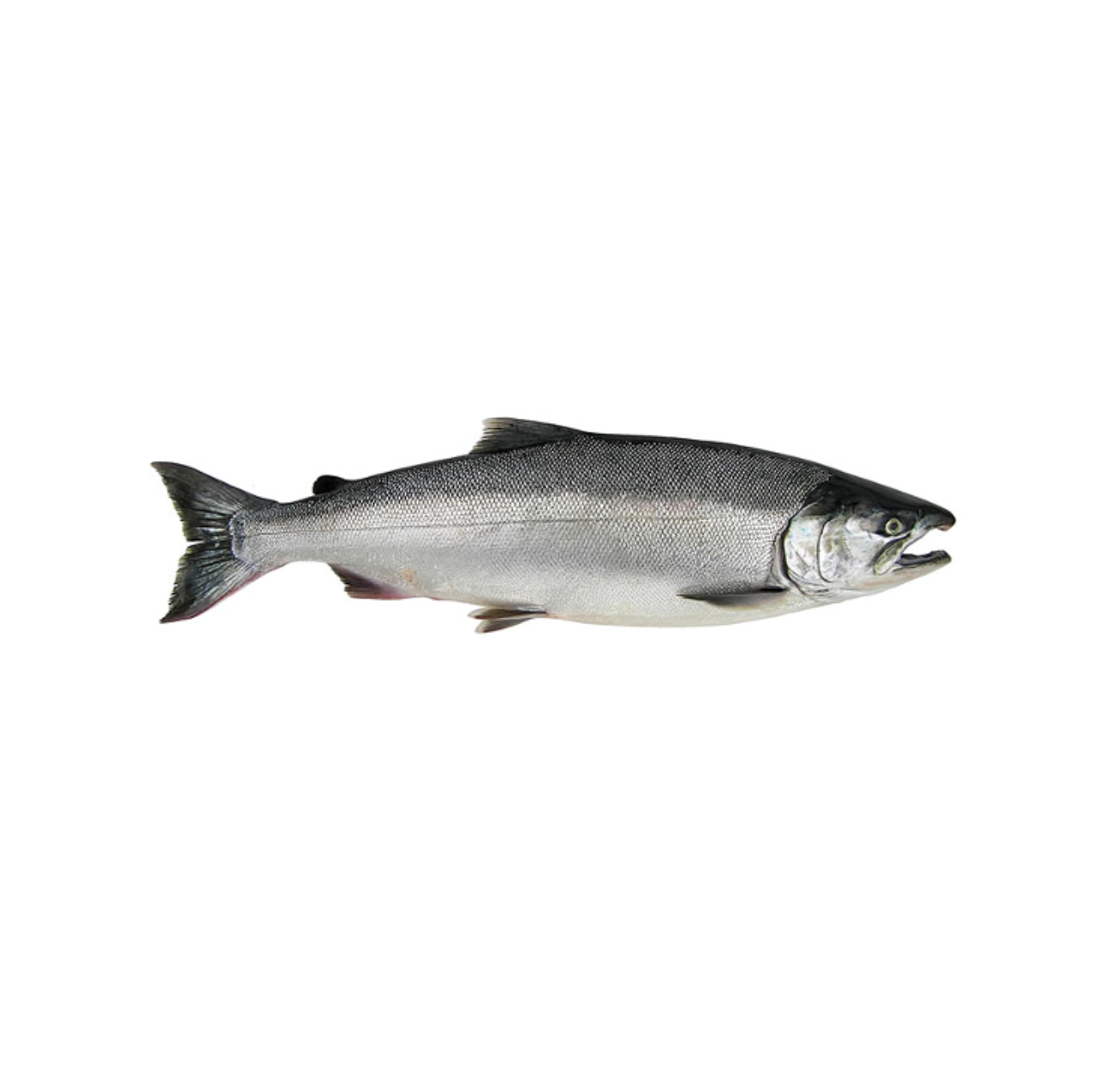 Coho Salmon Whole Round