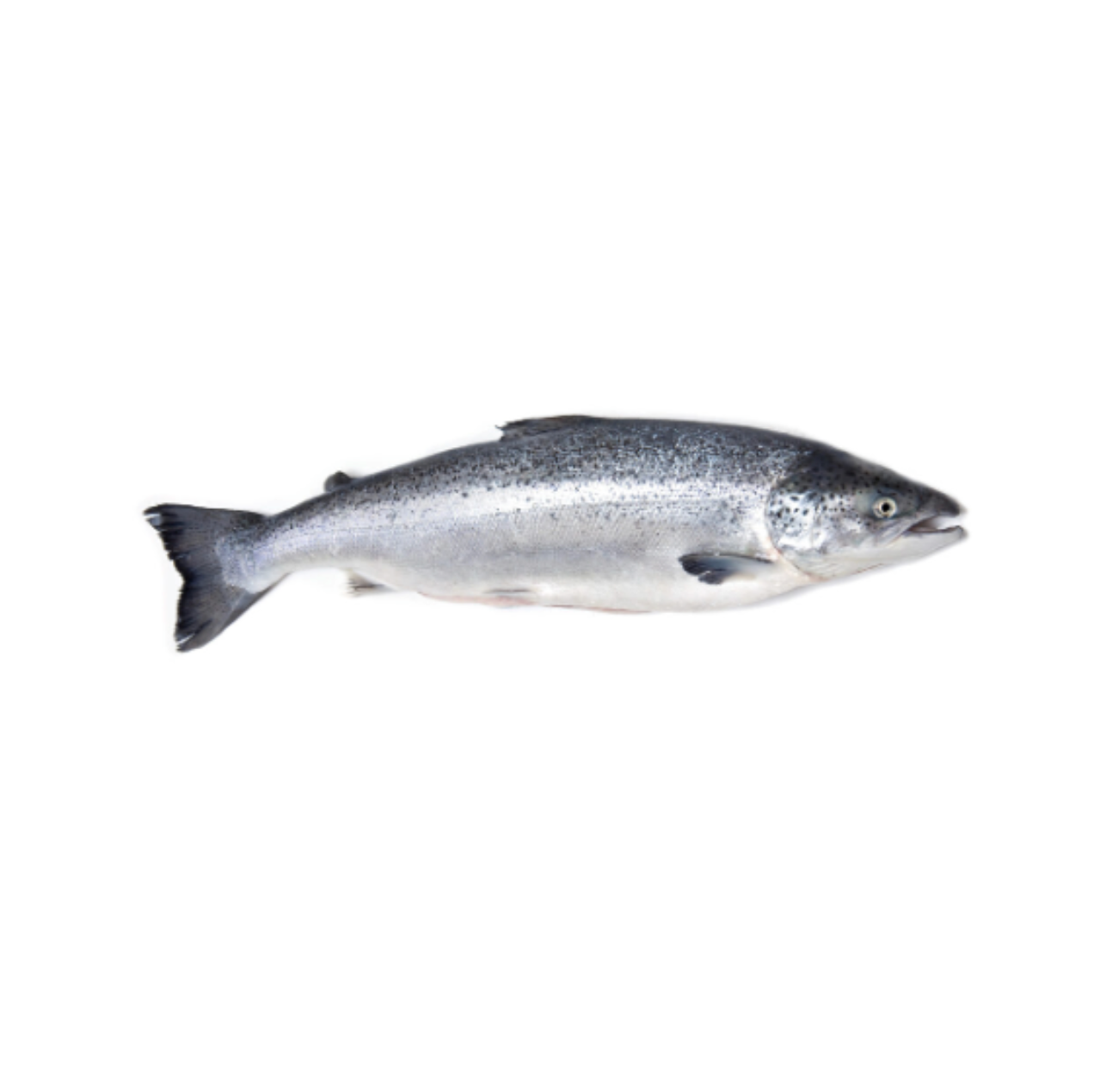 Atlantic Salmon Whole Round