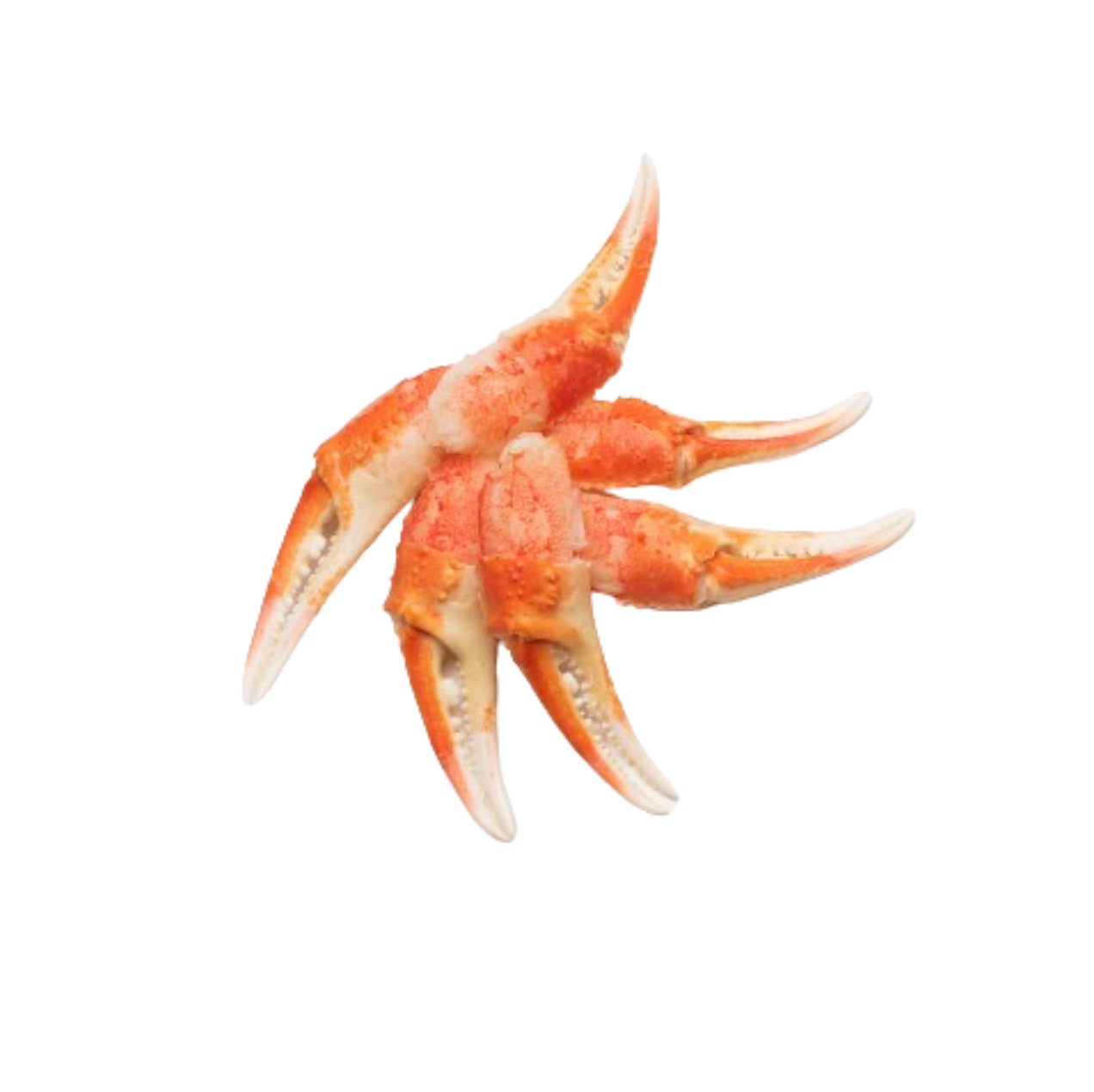Snow Crab Claw