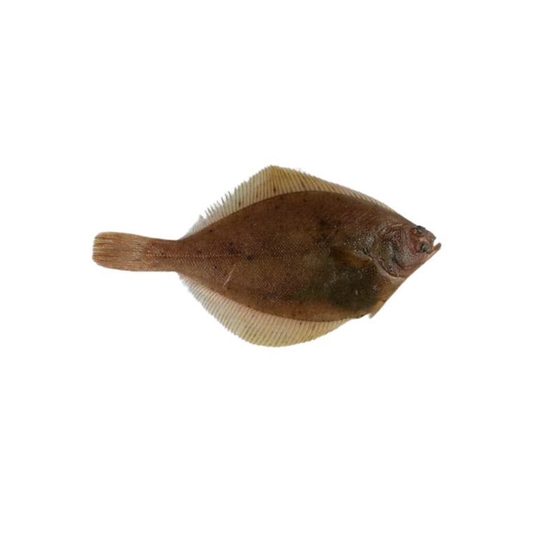 Yellowfin Sole Whole Round