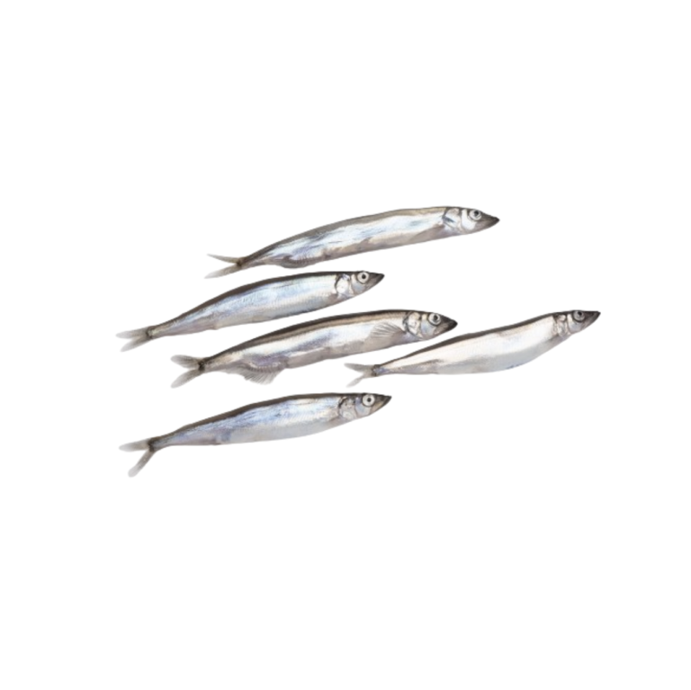 Capelin Whole Round